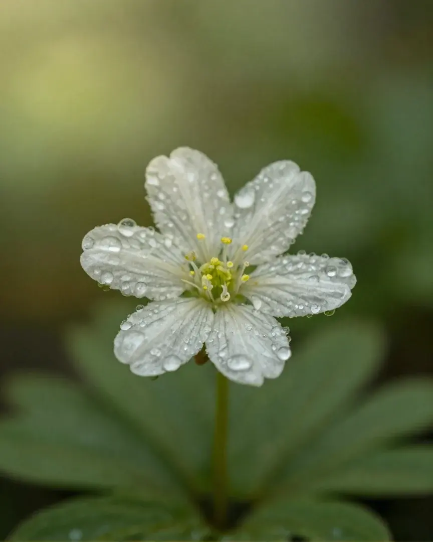 Eine einzelne taunasse Waldblume in Nahaufnahme.