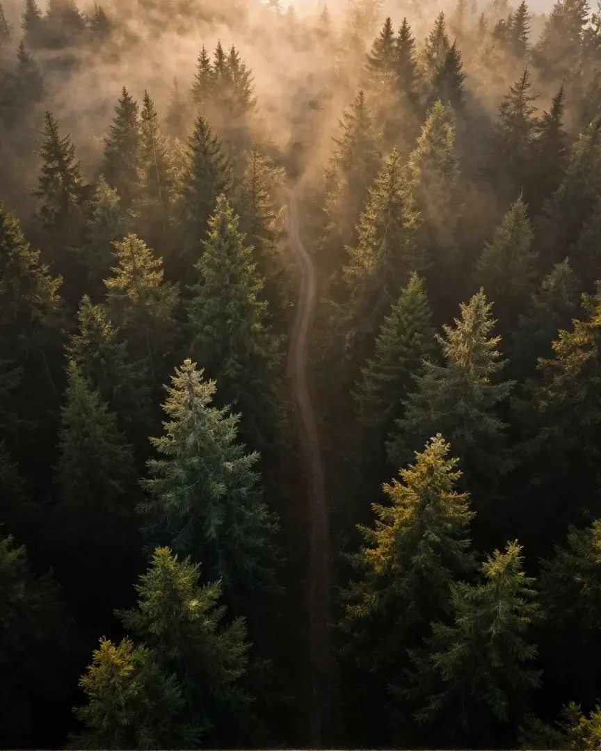 Ein Wald aus der Vogelperspektive, von schmalen Pfaden durchzogen.