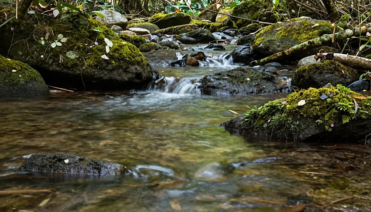 Ein klarer Bach über moosbewachsenen Steinen im Wald.