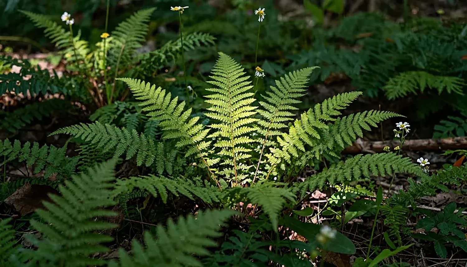 Ein sonnenbeschienener Farn auf dem Waldboden.