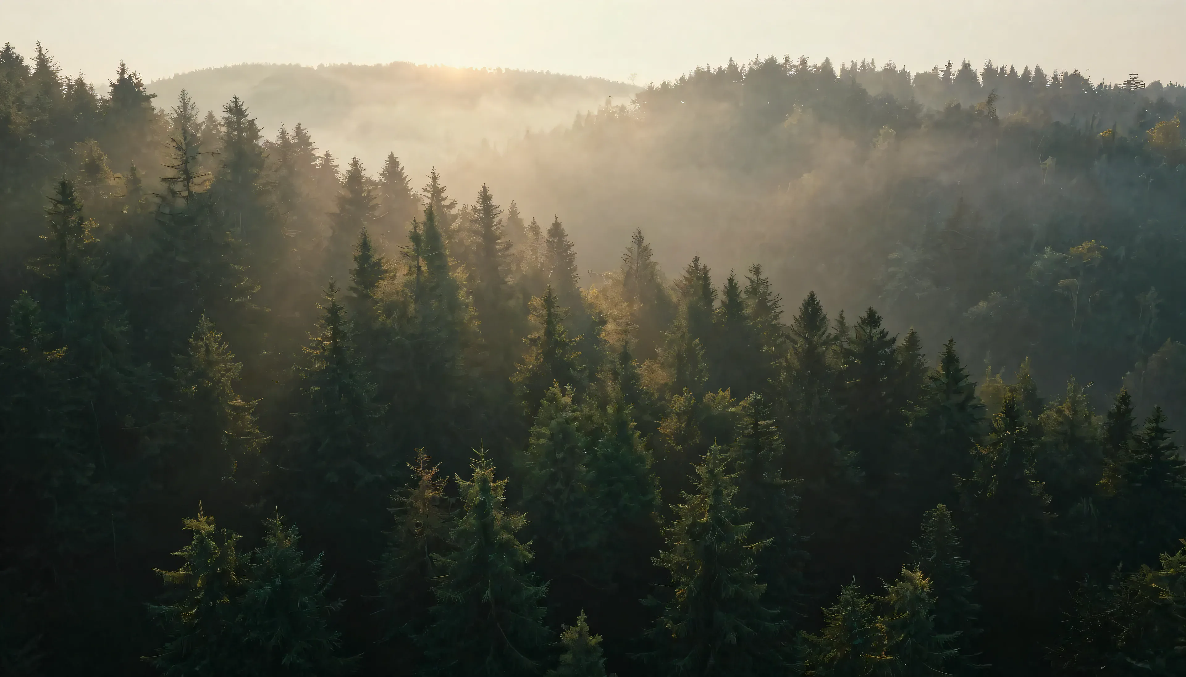 Ein dichter Wald aus der Vogelperspektive im ersten Morgenlicht.