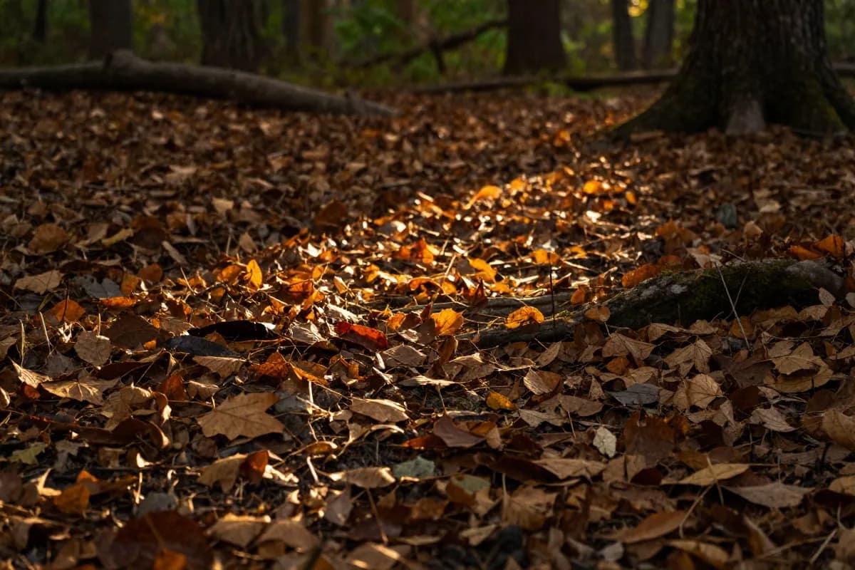 Autumn leaves on the forest floor in warm light.