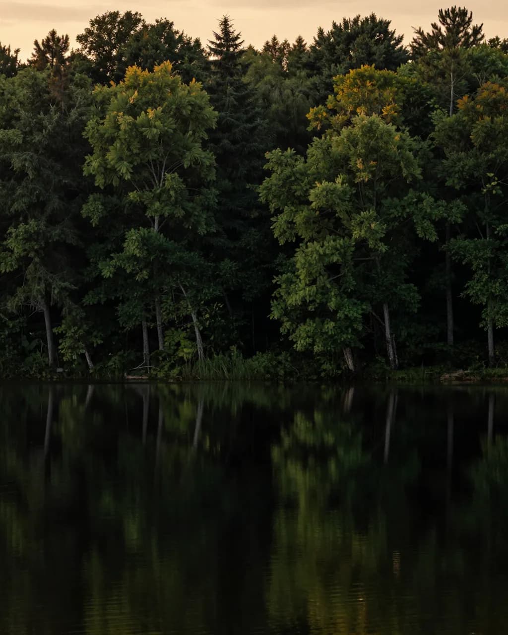 A still lake at dusk against a dark forest silhouette.
