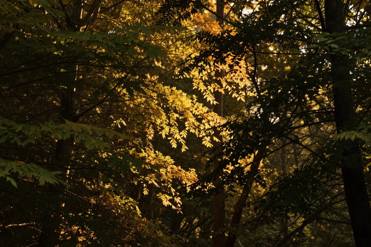 Golden light falling through a dense canopy.