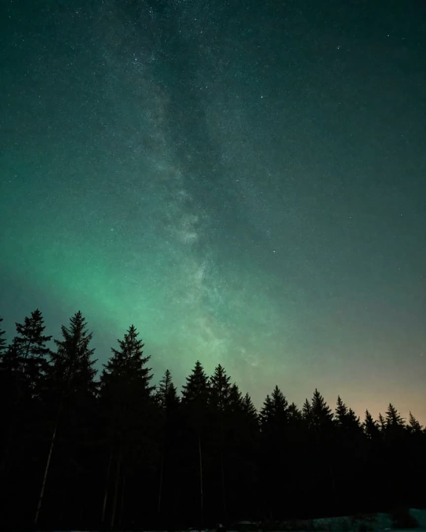 Ein Sternenhimmel mit grünem Polarlicht über einer dunklen Waldsilhouette.